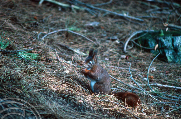 T5940. Red Squirrel. Formby point. Merseyside. England. 25th January 1997
