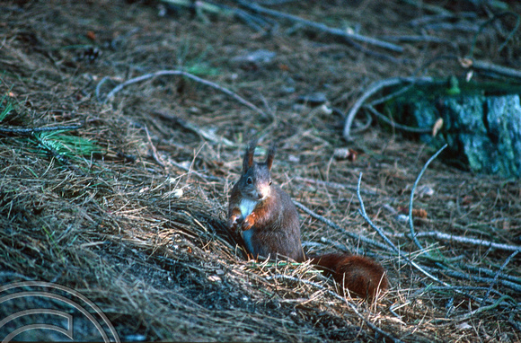 T5941. Red Squirrel. Formby point. Merseyside. England. 25th January 1997