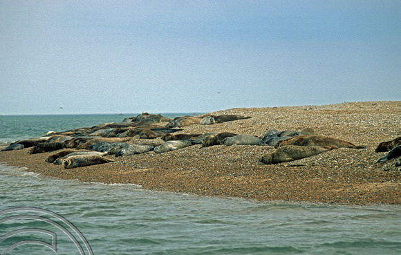 T5978. Seal watching. Blakeney. Norfolk. England. 24th August 1997