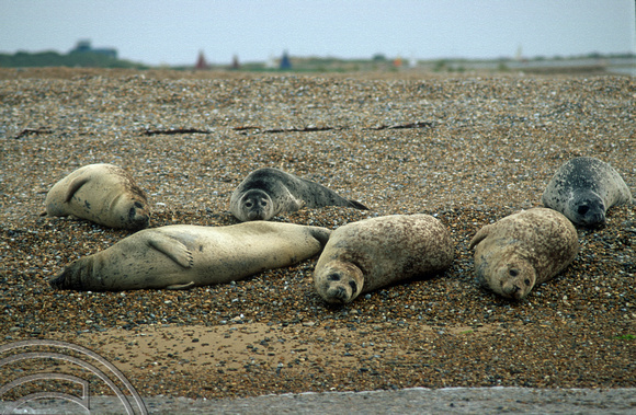 T5980. Seal watching. Blakeney. Norfolk. England. 24th August 1997