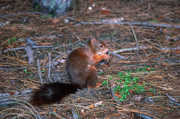 T5936. Red Squirrel. Formby point. Merseyside. England. 25th January 1997
