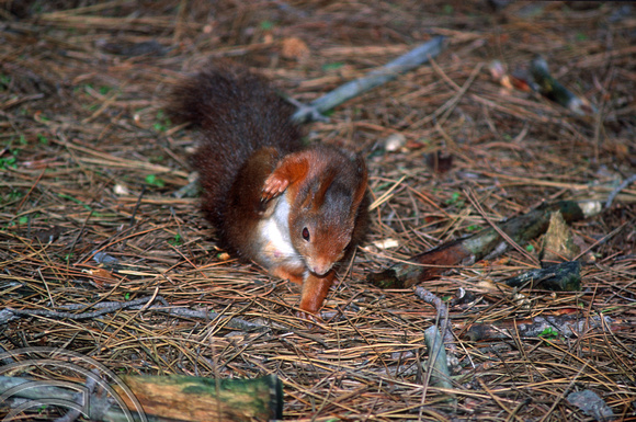 T5937. Red Squirrel. Formby point. Merseyside. England. 25th January 1997