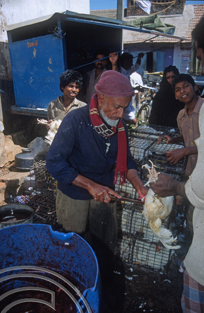 T5825. Butchering chickens. The market. Mysore. Karnataka. India. January 1996