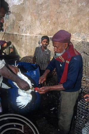 T5826. Butchering chickens. The market. Mysore. Karnataka. India. January 1996