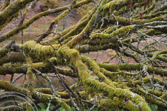 DG406096. Moss on fallen tree. Gilpin Park plantation. Windermere. Cumbria. 1.11.2023.