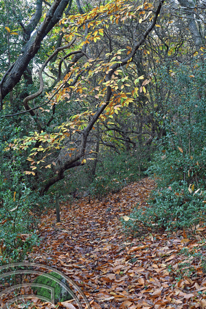 DG406101. Autumn colours. Gilpin Park plantation. Windermere. Cumbria. 1.11.2023.