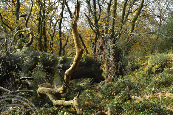 DG406111. Fallen tree. Gilpin Park plantation. Windermere. Cumbria. 1.11.2023.