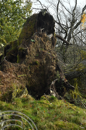DG406117. Fallen tree. Gilpin Park plantation. Windermere. Cumbria. 1.11.2023.