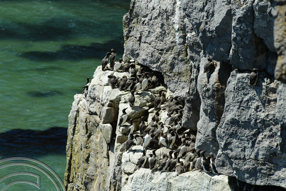 DG326156. Guillemots on the cliffs at Stackpole Head. Pembrokeshire. Wales. 19.6.19.