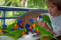 TD01675. Rainbow Lorikeets. Fraser Island. Australia. 15.1.07.