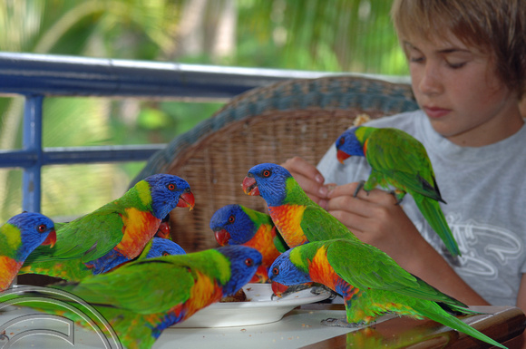 TD01675. Rainbow Lorikeets. Fraser Island. Australia. 15.1.07.