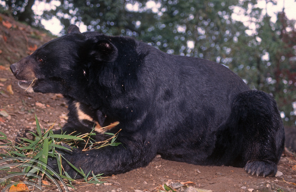 T6911. Himalayan Black Bear. Darjeeling. West Bengal. India. April.1998.