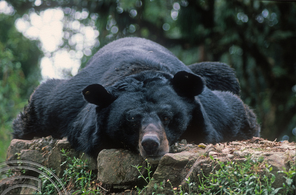 T6909. Himalayan Black Bear. Darjeeling. West Bengal. India. April.1998.