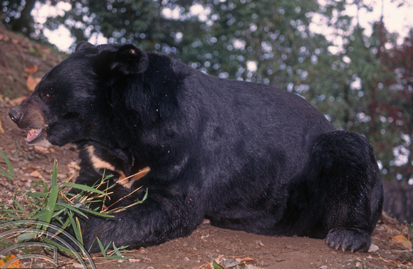 T6910. Himalayan Black Bear. Darjeeling. West Bengal. India. April.1998.