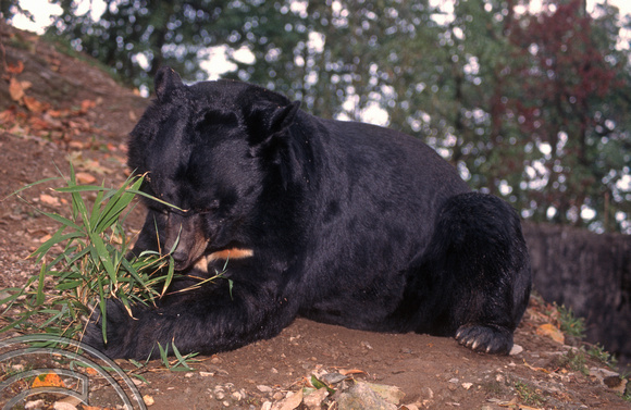 T6922. Himalayan Black Bear. Darjeeling. West Bengal. India. April.1998.