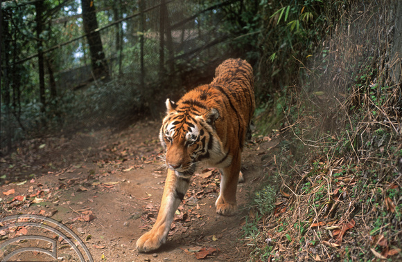 T6915. Siberian Tiger. Darjeeling. West Bengal. India. April.1998.