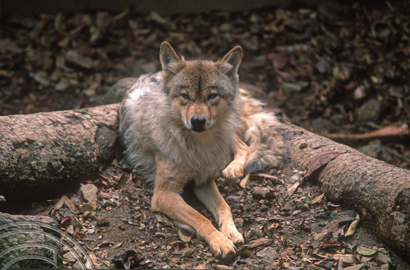 T6917. Himalayan Wolf. Darjeeling. West Bengal. India. April.1998.