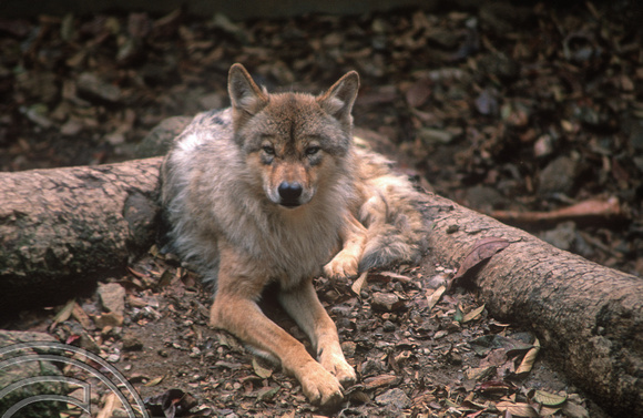 T6918. Himalayan Wolf. Darjeeling. West Bengal. India. April.1998.