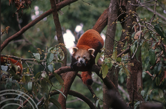 T6925. Red Panda (Ailurus fulgens). Darjeeling. West Bengal. India. April.1998.