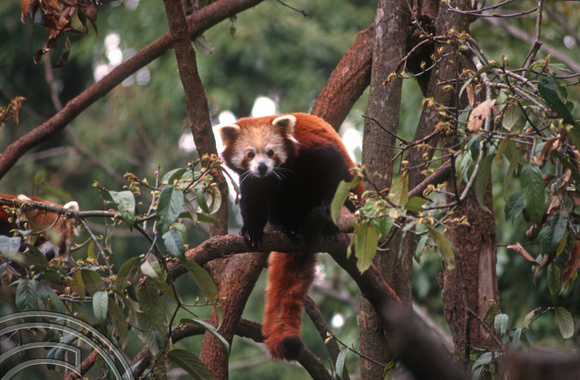 T6926. Red Panda (Ailurus fulgens). Darjeeling. West Bengal. India. April.1998.