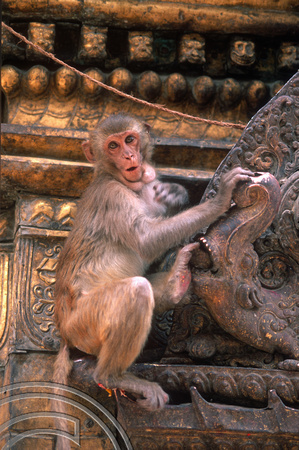T7031. Monkey at the Monkey Temple. Kathmandu. Nepal. April.1998.