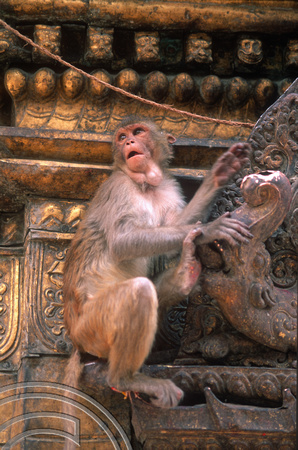 T7032. Monkey at the Monkey Temple. Kathmandu. Nepal. April.1998.