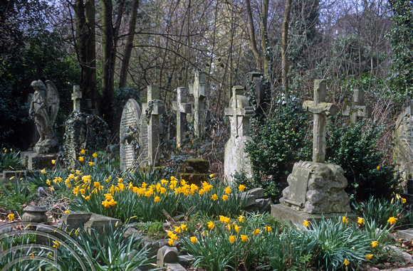 T5455. Daffodils amongst gravestone. Highgate cemetery. London. England. 1996