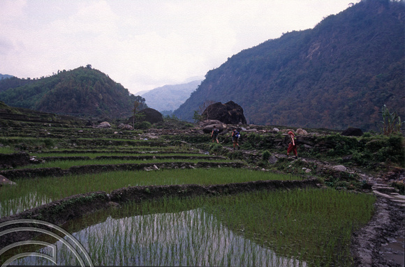 T7083. Trekking up to Barpak. Gorkha district. Nepal. April.1998.