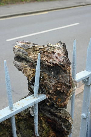 DG410508. Tree through fencing. Staines. 20.2.2024.
