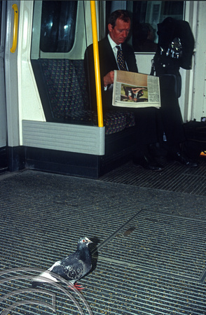 10754. A pigeon takes a ride on a tube train. Edgeware Road. 03.07.2002