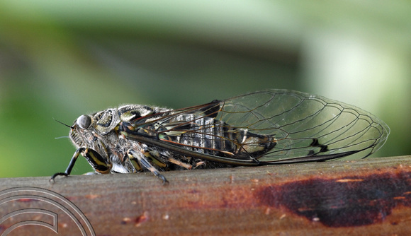 DG318395. Cicada. Manukau Heads. North Island. New Zealand. 27.1.19