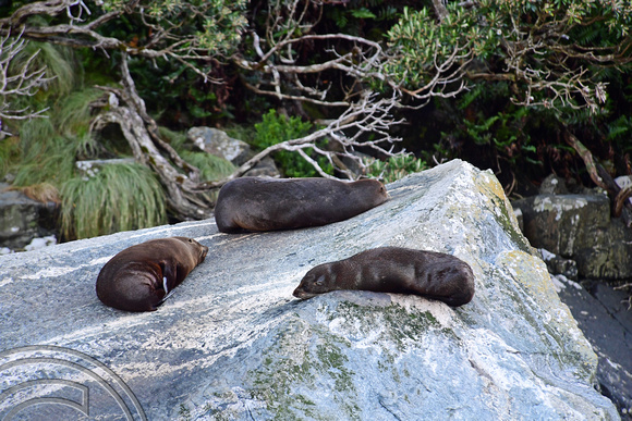DG317998. Seals. Milford Sound. South Island. New Zealand. 24.1.19