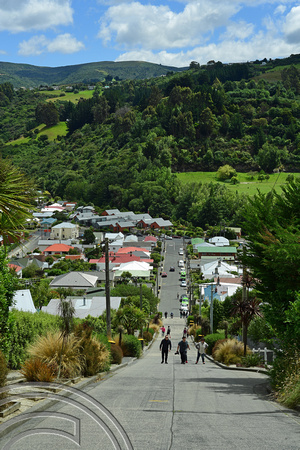 DG317102. Baldwin St. The steepest street in the world. Dunedin. South Island. New Zealand. 21.1.19