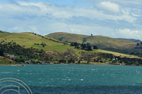 DG317142. Otago peninsular. South Island. New Zealand. 21.1.19