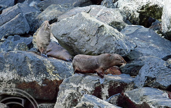 DG318000. Seals. Milford Sound. South Island. New Zealand. 24.1.19