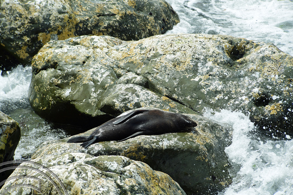 DG316164. Seals basking in the suns. Ohau. New Zealand. 13.1.19