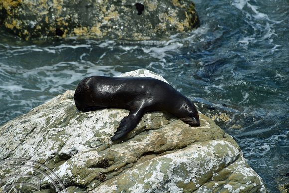 DG316170. Seals basking in the suns. Ohau. New Zealand. 13.1.19crop