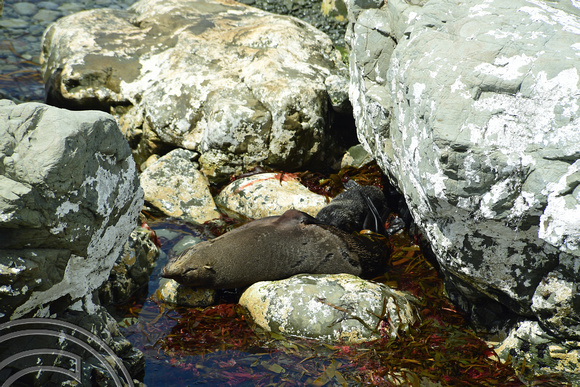 DG316158. Seals basking in the suns. Ohau. New Zealand. 13.1.19