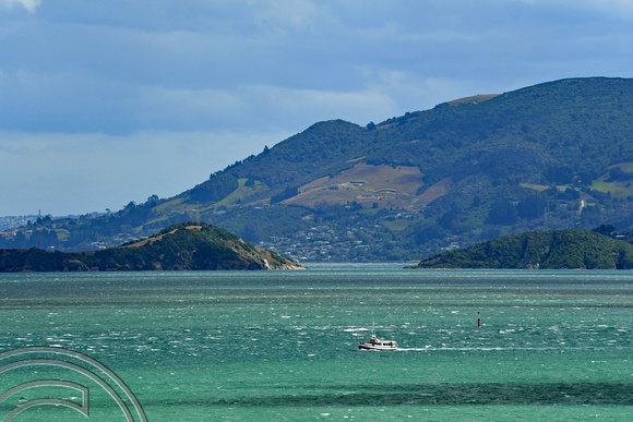 DG317139. Otago harbour. Dunedin. South Island. New Zealand. 21.1.19