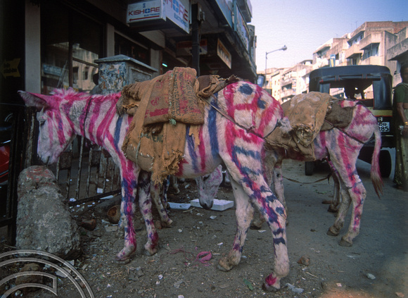 T03036. Painted donkey. Ahmedabad. Gujarat. India. 12th November 1991