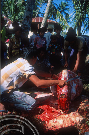 T03706. Butchering a carcass. Meninjau. West Sumatra. Indonesia.  11th June 1992