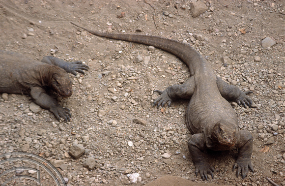 T04036. Komodo dragons. Komodo. Indonesia. 2nd September 1992
