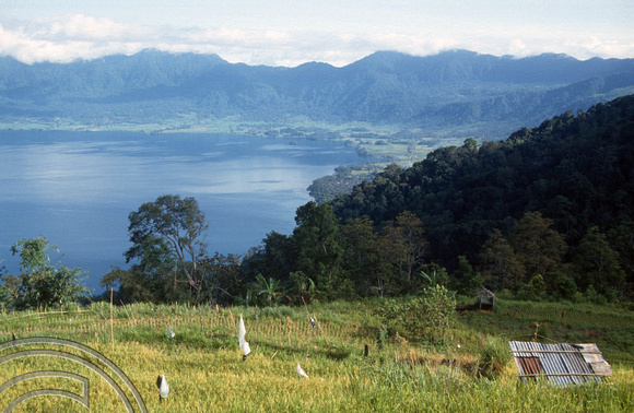 T03887. Looking down on the lake through rice paddies. Maninjau. West Sumatra. Indonesia. 26th June 1992