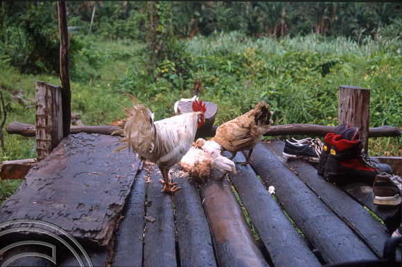 T03754. Chickens eating sago. Siberut. Mentawai Islands. Indonesia. June 1992