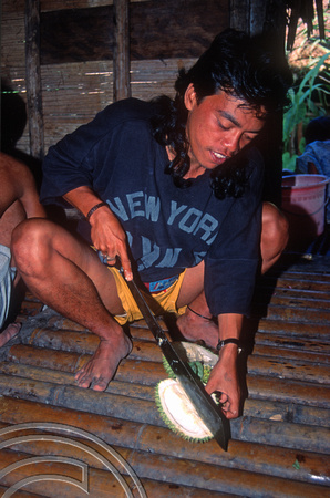 T03743. Joni cutting Durian. Siberut. Mentawai Islands. Indonesia. June 1992