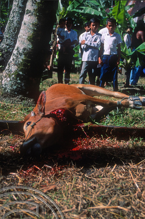 T03694. Slaughtering a cow. Meninjau. West Sumatra. Indonesia.  11th June 1992
