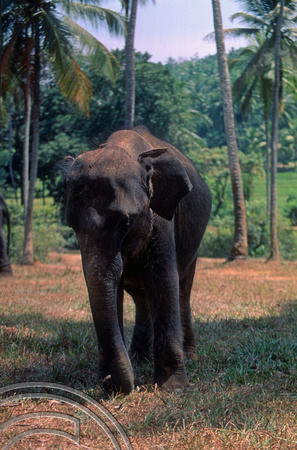 T03166. Elephant orphanage. Pinnewala. Sri Lanka. February 1992.
