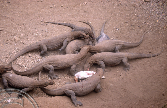 T04043. Feeding Komodo dragons. Komodo. Indonesia. 2nd September 1992.