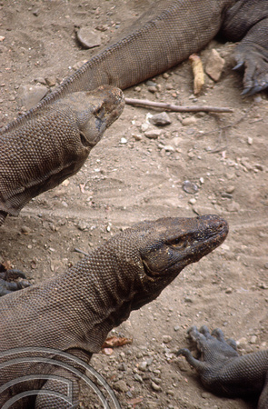 T04038. Komodo dragons. Komodo. Indonesia. 2nd September 1992