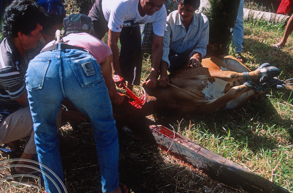 T03701. Slaughtering a cow. Meninjau. West Sumatra. Indonesia.  11th June 1992